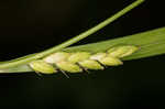 Flat spiked sedge